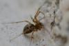 Tenuiphantes sp.